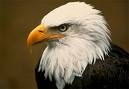 Eagle Asset Management 